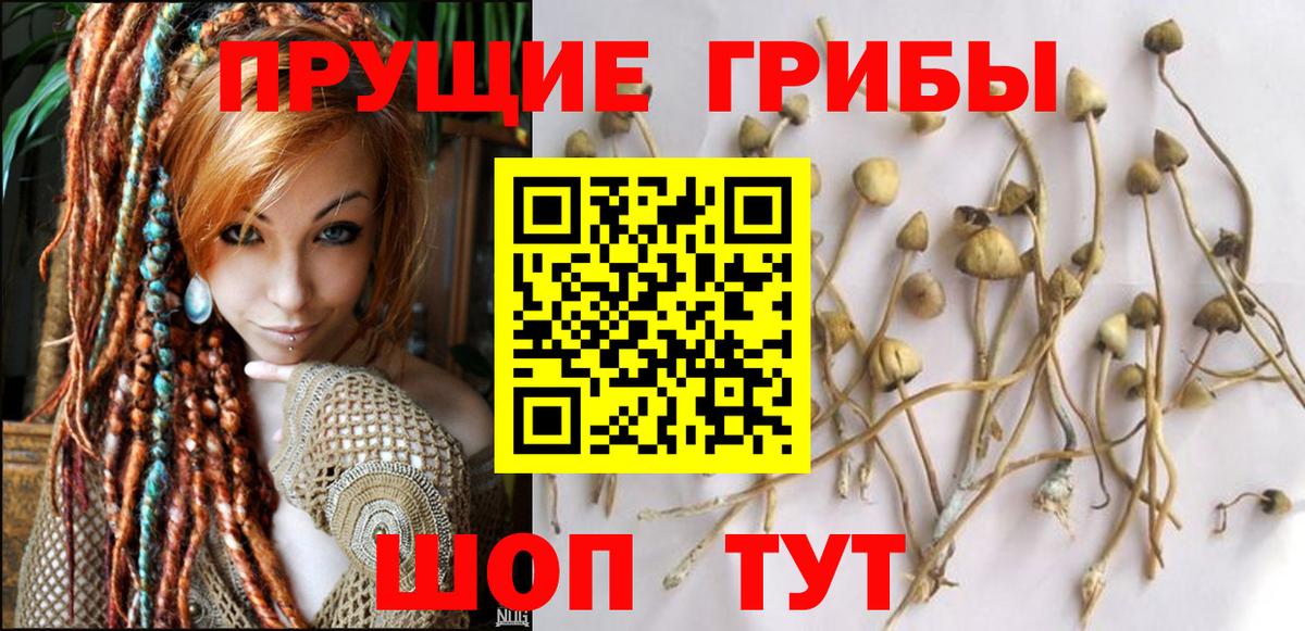 Кировск  Галлюциногенные грибы мицелий  Вход с VPN  Псилоцибиновые грибы Psilocybine cubensis 